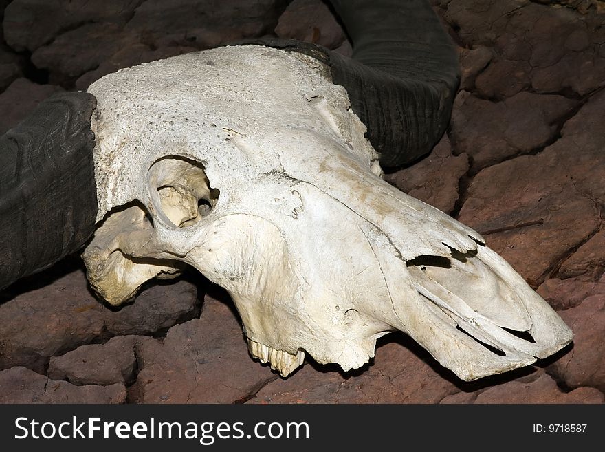 Bull Skull Skeleton