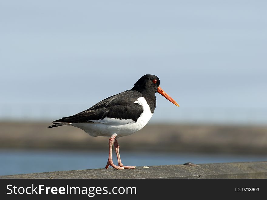 Oystercatcher close-up standing on metal fence in Danish harbor. Oystercatcher close-up standing on metal fence in Danish harbor.