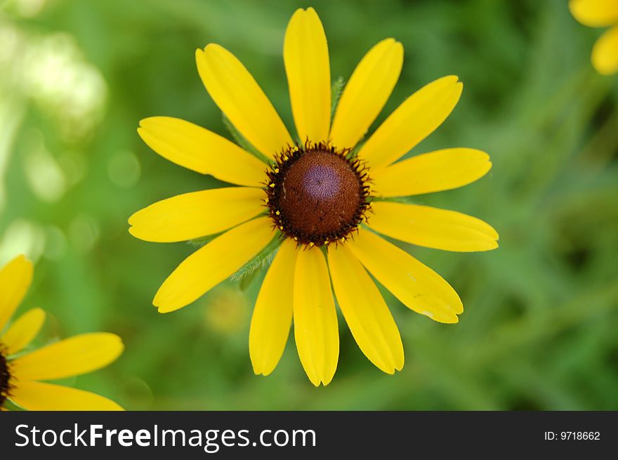 A yellow daisy in full bloom.