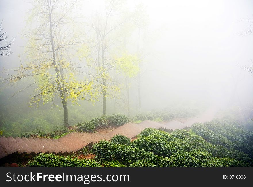 Two trees in thick fog