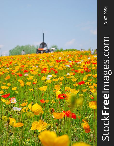 Wide view of huge field of colorful poppies in full bloom with tourists in the background. Wide view of huge field of colorful poppies in full bloom with tourists in the background