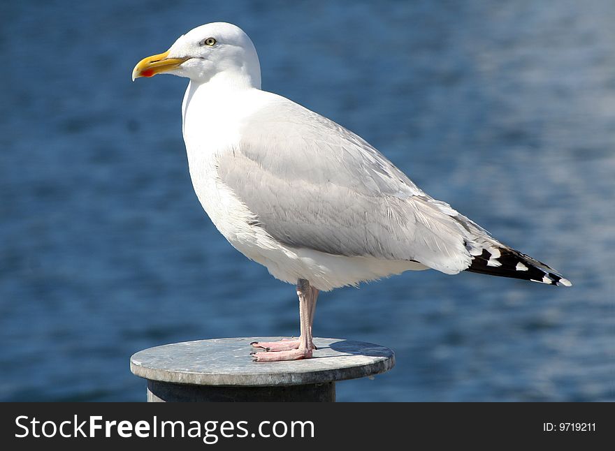 Seagull at the coast line