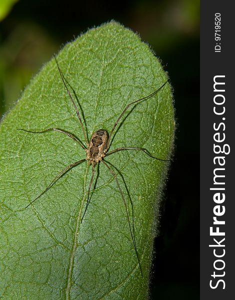 A daddy-long-legs or harvestman-not a true spider. A daddy-long-legs or harvestman-not a true spider