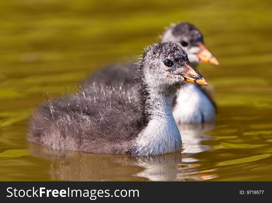 Coot in the water