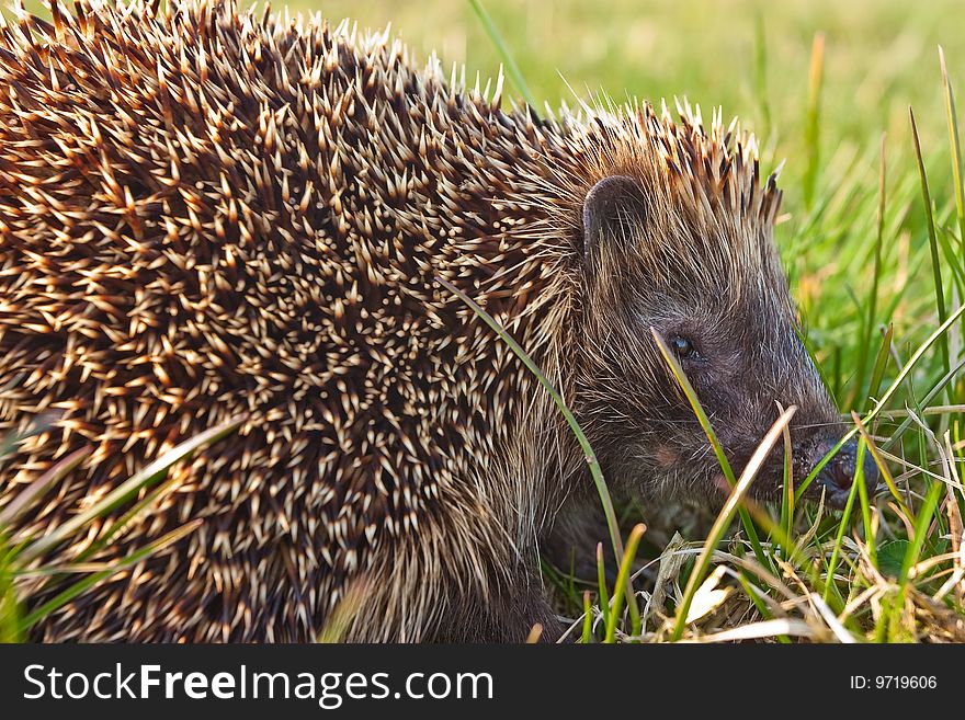 Hedgehog in the grass