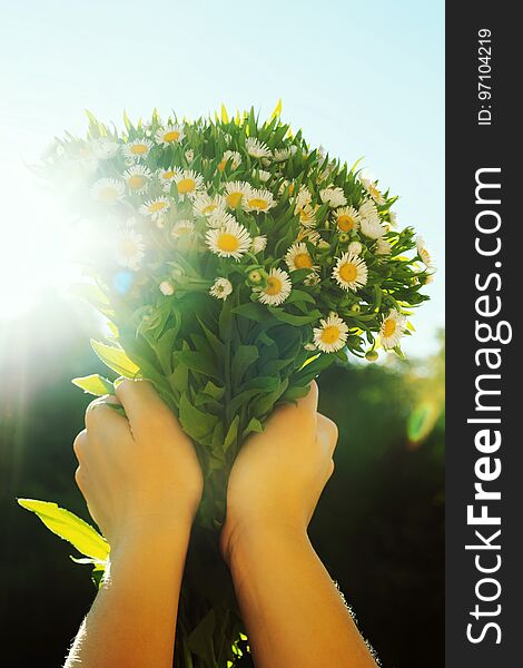 Romantic Bunch Of Field Daisy Flowers In Girl Hands