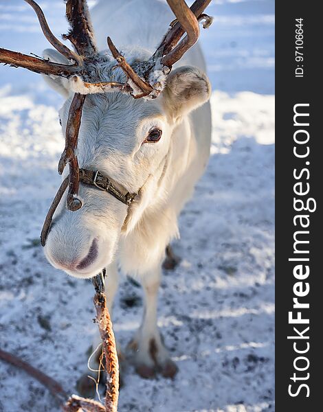 White Reindeer at farm in winter Lapland Northern Finland