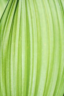 Kermit The Frog Green Ribbed Leaf Royalty Free Stock Images Kermit The Frog Green Ribbed Leaf Royalty Free Stock Images
