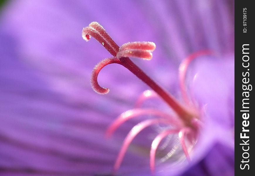 Flower, Pink, Flora, Macro Photography