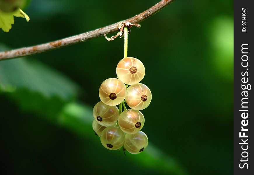 Fruit, Berry, Close Up, Macro Photography