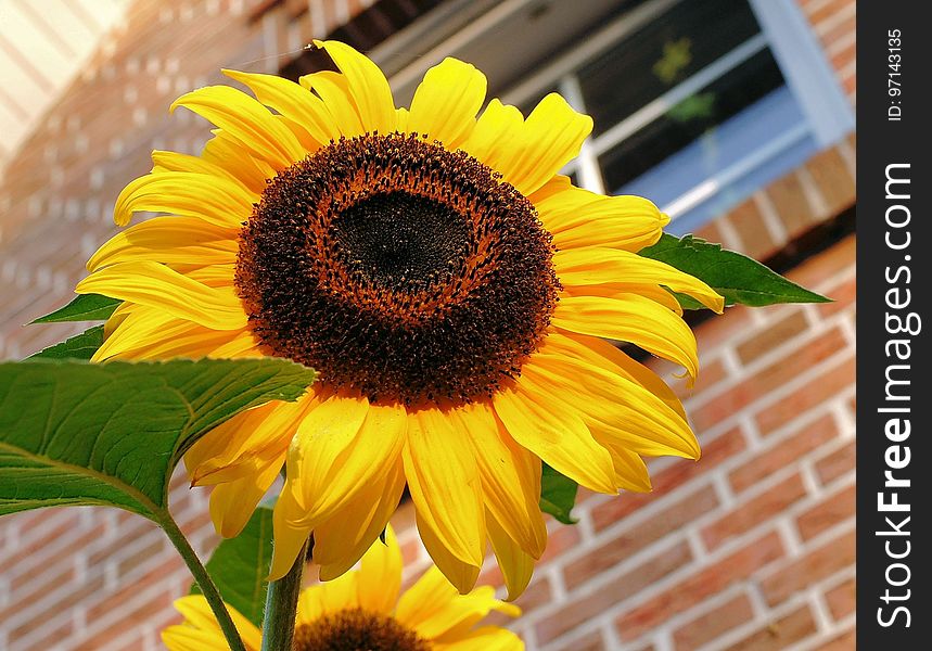 Flower, Sunflower, Yellow, Sunflower Seed