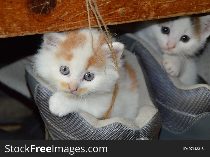 Cat, Small To Medium Sized Cats, Mammal, Cat Like Mammal