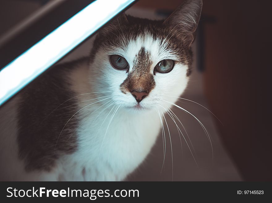 White And Black Short Fur Cat