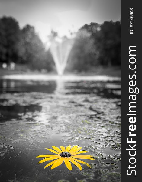 Selective Focus Photography Of Yellow Black Eyed Susan Flower On Water