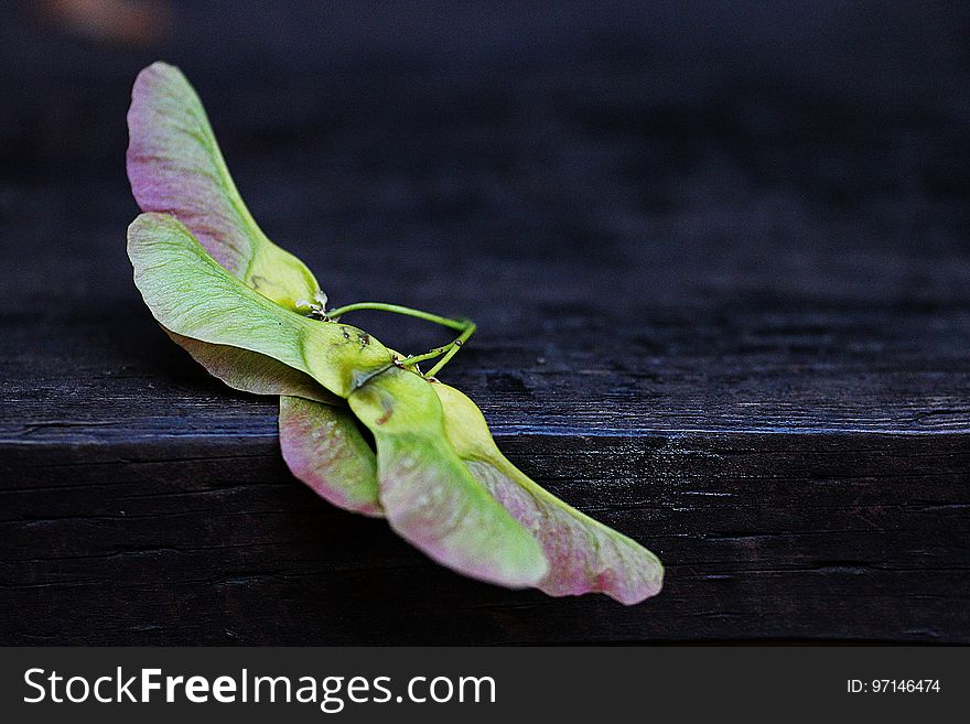 Leaf, Plant, Petal, Plant Stem