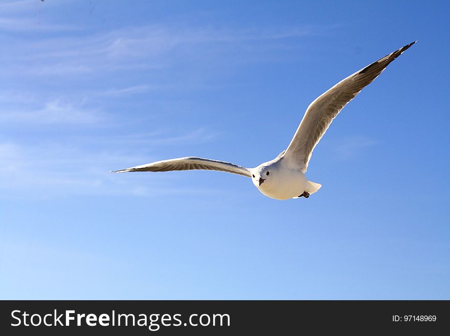 Bird, Sky, Beak, Seabird