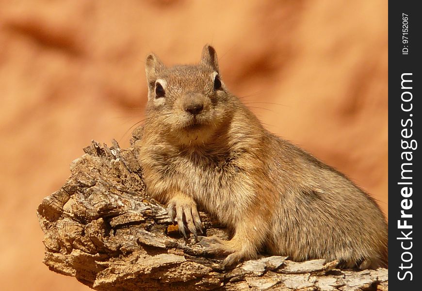 Squirrel, Mammal, Chipmunk, Fauna