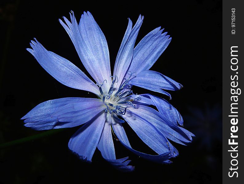 Blue, Flower, Flora, Chicory