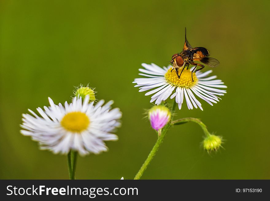 Honey Bee, Flower, Bee, Nectar