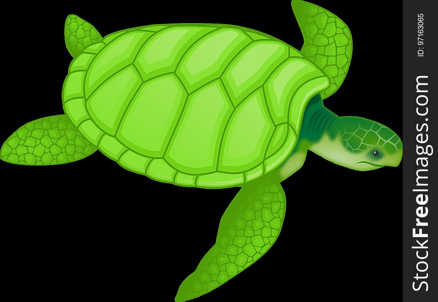 Sea Turtle, Turtle, Green, Vertebrate