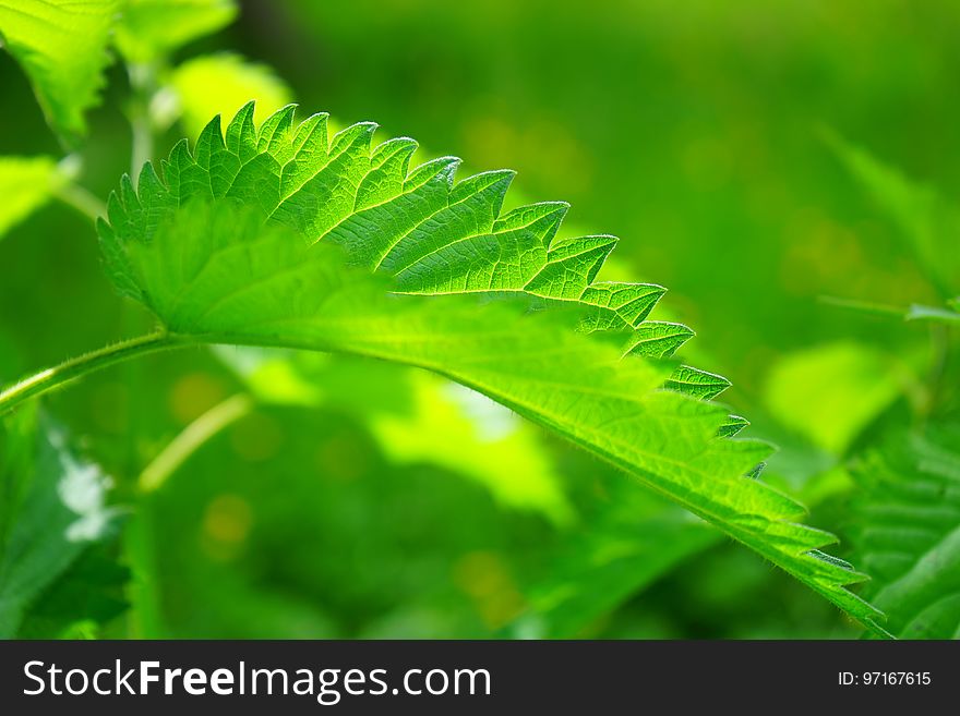 Green, Leaf, Vegetation, Urtica