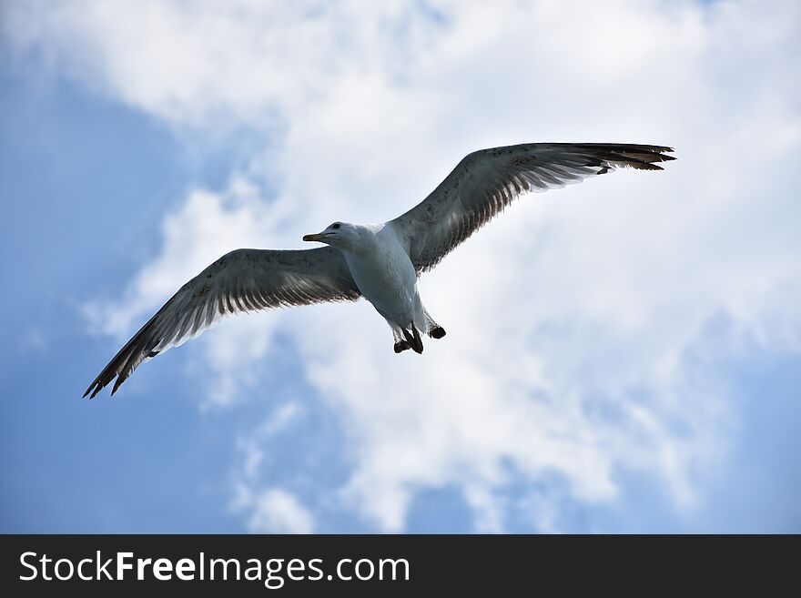 Flying over sea seagull under wildlife fly nature closeup. Flying over sea seagull under wildlife fly nature closeup