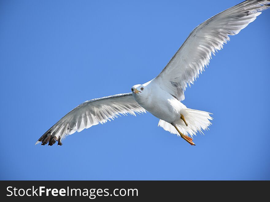 White Seagull bird flying