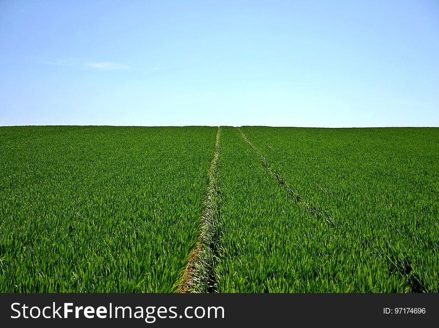 Grassland, Field, Agriculture, Crop