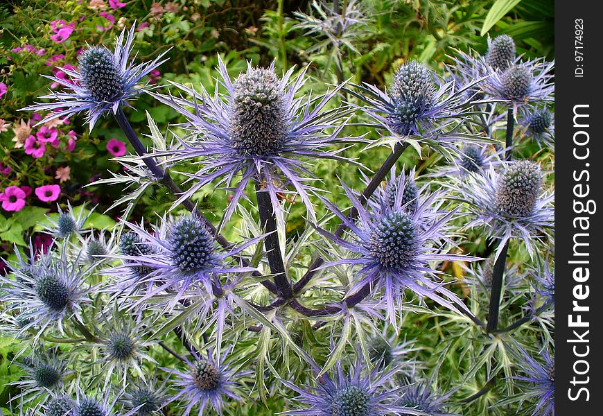 Plant, Flower, Flora, Thistle