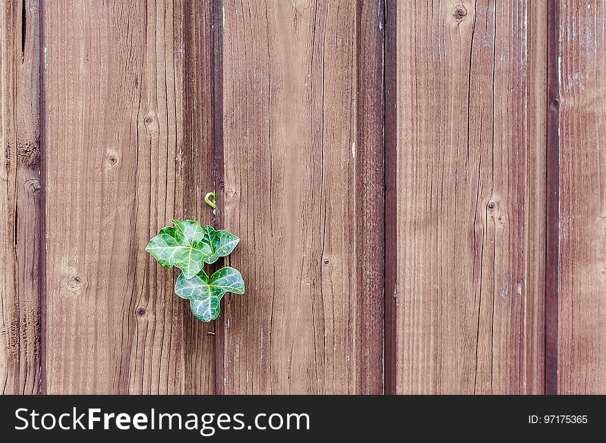 Green, Wood, Leaf, Wood Stain