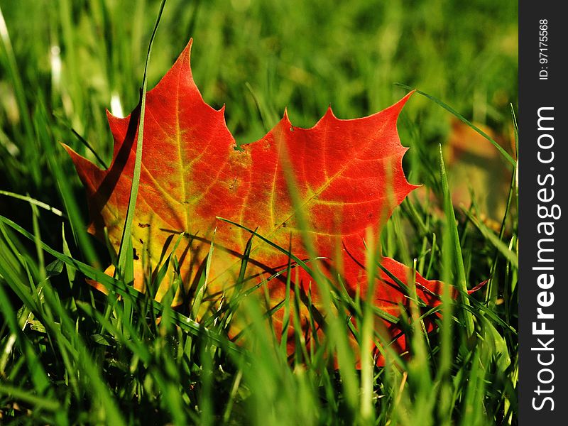 Leaf, Maple Leaf, Autumn, Grass