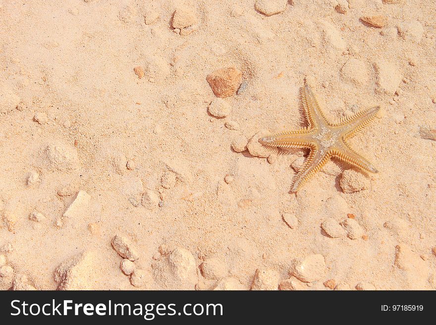 Starfish on the Beach with Sand in the background