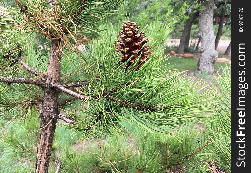 That&#x27;s a Ponderosa pine cone perched on an Austrian Black Pine &#x28;which has much smaller cones if any&#x29;. That&#x27;s a Ponderosa pine cone perched on an Austrian Black Pine &#x28;which has much smaller cones if any&#x29;