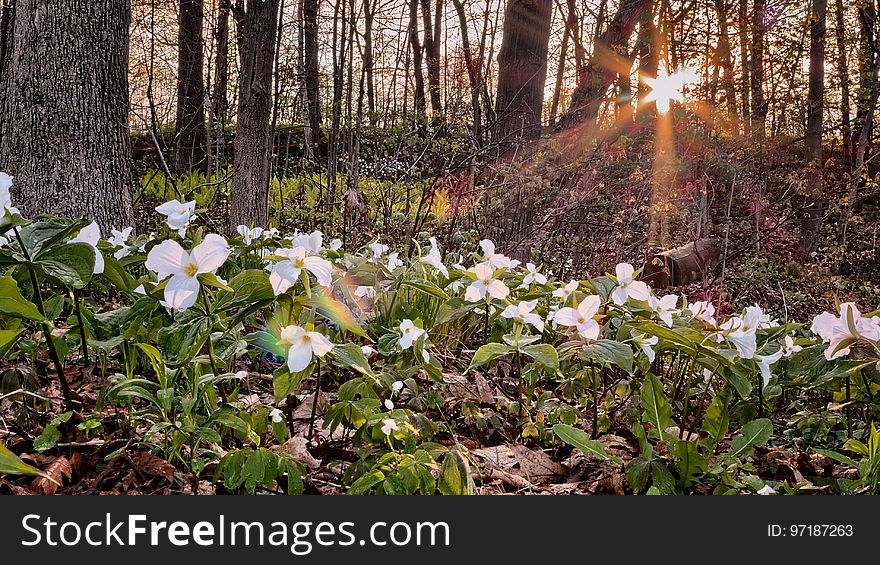 White and Green Flower Plant in Leafless Tress