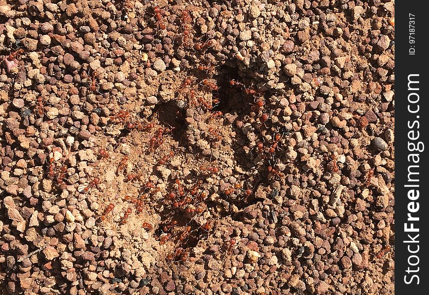 Unhappy Ants