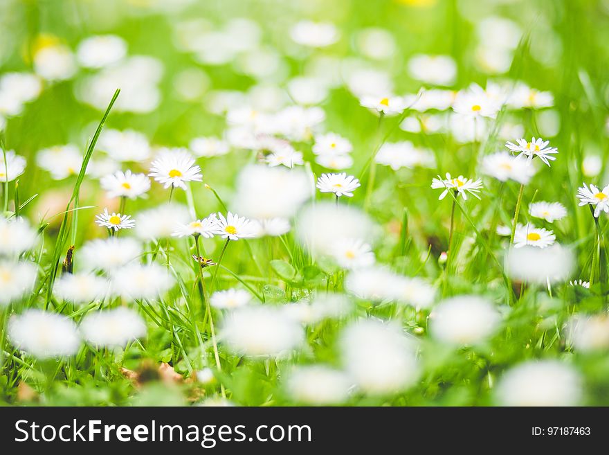 White Petaled Flowers