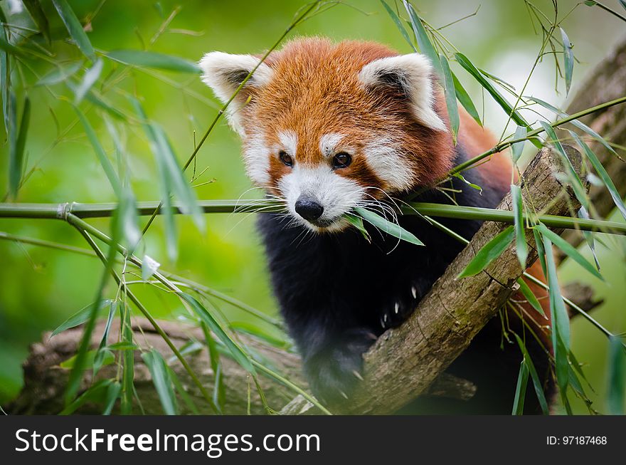 Red Panda on Tree Branch