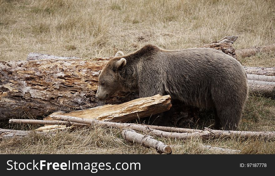 A grizzly bear foraging for food.