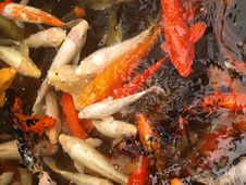 Koi Fish Pond Stock Image Koi Fish Pond Stock Image