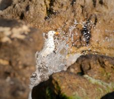 Seagull Enjoys Splashes Of Waves Royalty Free Stock Images