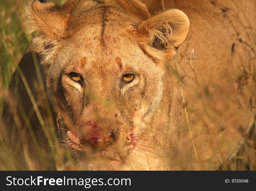 A lioness looking through the grass with blood on her face. A lioness looking through the grass with blood on her face.