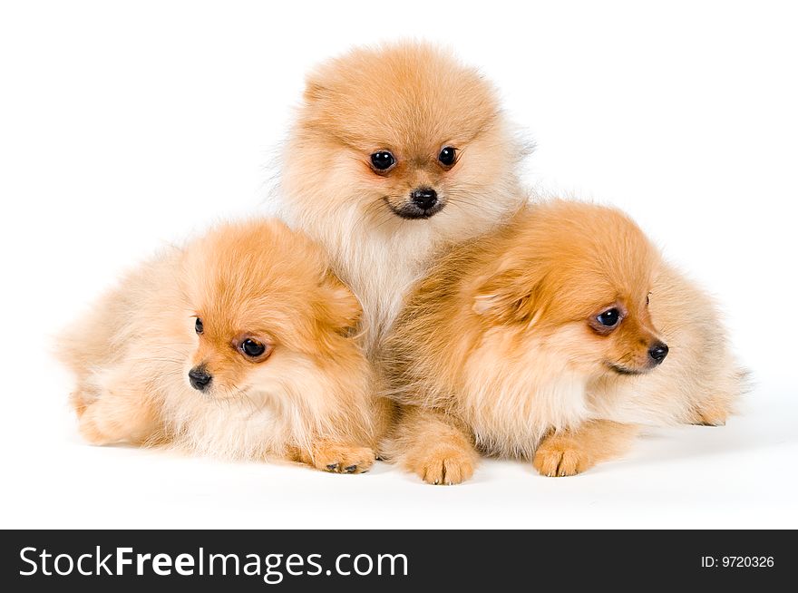 Three puppies of the spitz-dog in studio on a neutral background