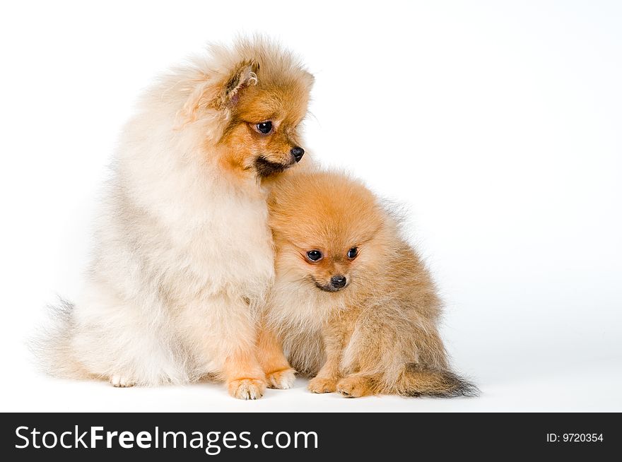 Two puppies of the spitz-dog in studio on a neutral background