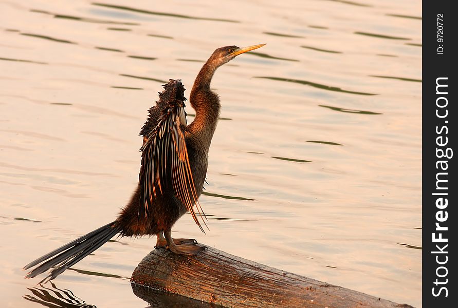 African Darter