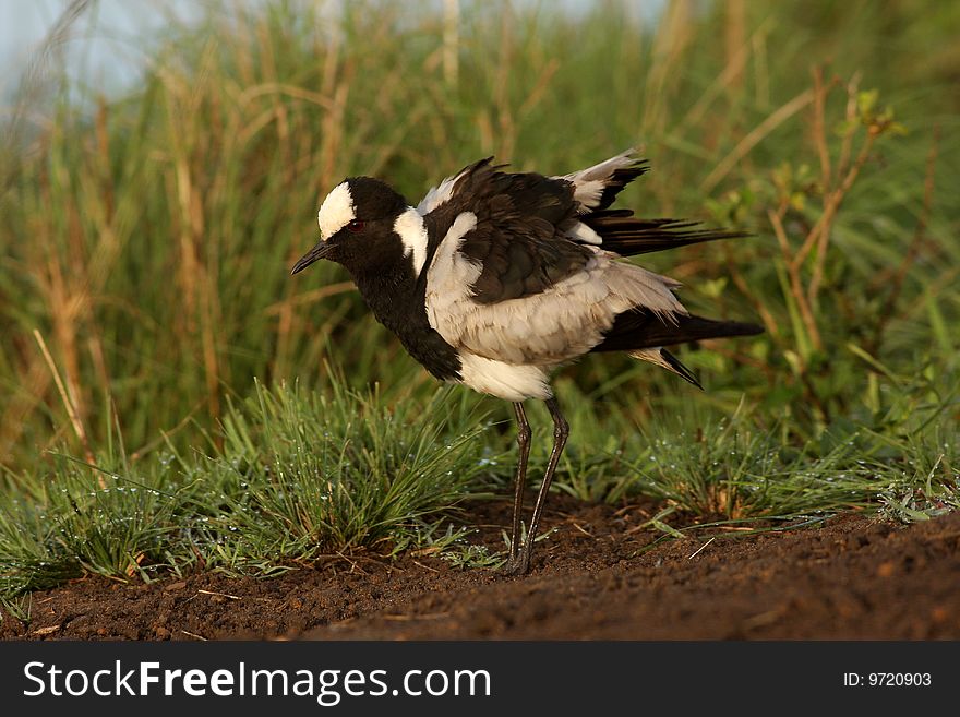 A Black Smith Lapwing shakes the dew off its feathers. A Black Smith Lapwing shakes the dew off its feathers.