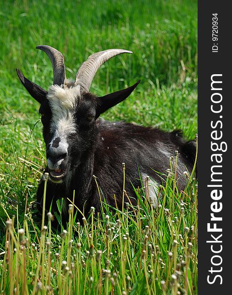 Goat on a background a green grass