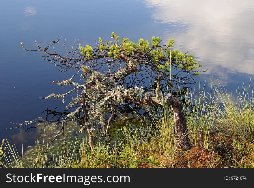 Small pine overhanging on a water in Kakerdaja Bog