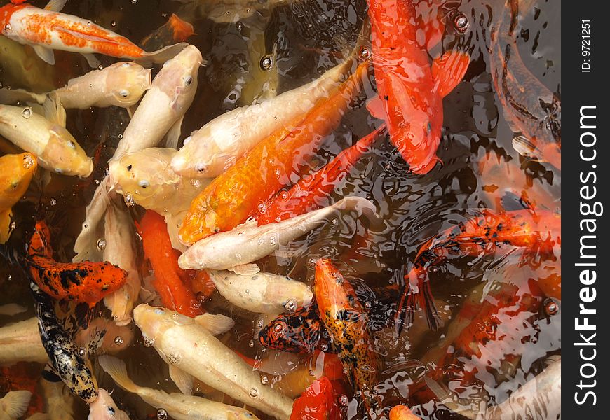 Orange and white Chinese Koi fish in a pond. Orange and white Chinese Koi fish in a pond.