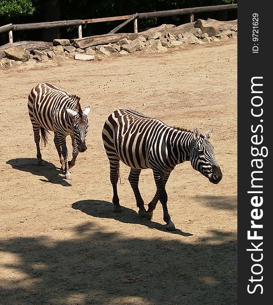 Two zebras walking in ZOO