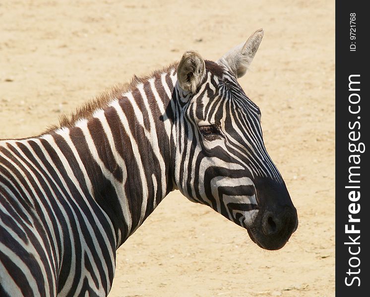 Head of zebra in profile